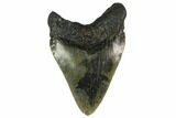 Fossil Megalodon Tooth - South Carolina #130756-2
